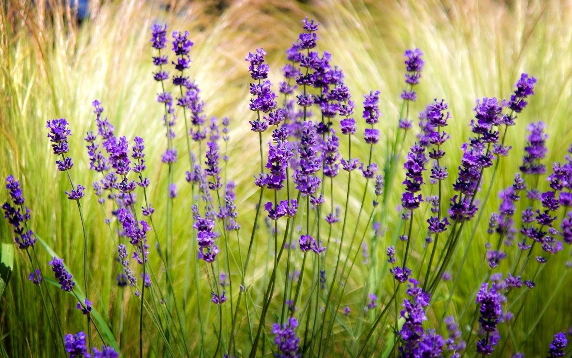 lavanda1